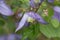 Western Blue Clematis in Glacier National Park