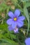 Western Blue Eyed Grass