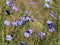 Western Blue Flax - Linum lewisii