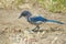 Western blue jay hides peanut in grass