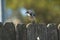 Western blue jay on perch rustic fence