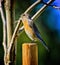 Western Bluebird