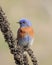 Western Bluebird