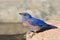 Western Bluebird