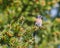 Western bluebird on branch