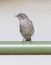 Western Bluebird Juvenile Perched on Metal Pole