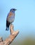 Western Bluebird, Oregon, USA
