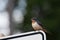 Western bluebird perched