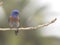 Western Bluebird perched in California