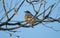 Western Bluebird Winter Scene