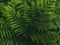 Western brackenfern, common bracken fern plant as abstract nature background