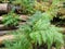 Western Brackenfern fern among spruce logs in autumn