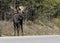 Western bull moose standing in road
