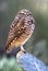Western burrowing owl, close up, california