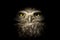 Western Burrowing Owl Lurking in the Dark - Night Owl