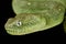 Western bush viper  Atheris chlorechis