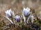 Western Canada Prairie Wild Crocus Flowers