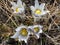 Western Canada Prairie Wild Crocus Flowers