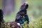 Western Capercaillie