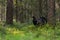 Western capercaillie, Tetrao urogallus,  in lush Estonian boreal forest