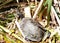 Western Caspian Turtle on Shrubs