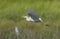 Western Cattle Egret