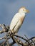 Western Cattle Egret