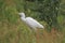 Western cattle egret