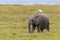 Western cattle egret on the back on an baby elephant