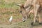 Western Cattle Egret, bird and cow