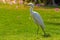 Western Cattle Egret Bubulcus ibis