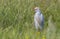 Western Cattle Egret (Bubulcus ibis) is a bird that generally feeds on frogs, snakes and insects.