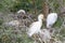 Western Cattle Egret Bubulcus Ibis, Leidam, Montagu, Western Cape, South Africa, Breeding adult in colony with nesting birds and