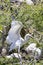 Western Cattle Egret Bubulcus Ibis, Leidam, Montagu, Western Cape, South Africa, Fledgling exercising his wings