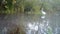 Western Cattle Egret, Bubulcus Ibis, Walks in a Pond in a Wood