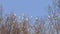 Western Cattle Egret in a flock flying over a tree branch preparations for night