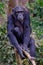 Western Chimpanzee in Sierra Leone