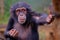 Western Chimpanzee in Sierra Leone