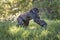 Western chimpanzee, West African chimpanzee. Chimpanzee infant is playing. Animals in natur reserve