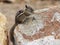 Western Chipmunk