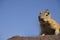 A Western Chipmunk on the lookout