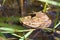 Western Chorus Frog Pseudacris triseriata