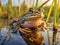 Western Chorus Frog (Pseudacris triseriata)