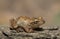 Western chorus frog (Pseudacris triseriata)