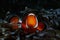 Western clownfish