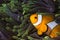 Western Clownfish