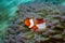 Western clownfish in anemone