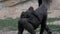 Western coast gorilla mom with baby on her back