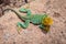 Western Collared Lizard Male Near Moab Utah