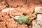 Western Collared Lizard Near Moab Utah